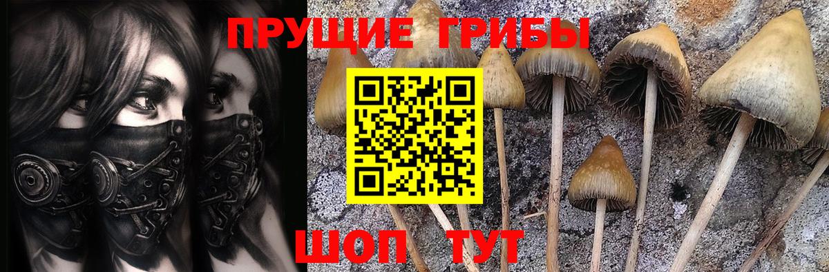 Галлюциногенные грибы Psilocybe Аксай